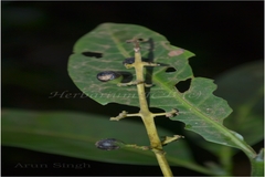Psychotria adenophylla
